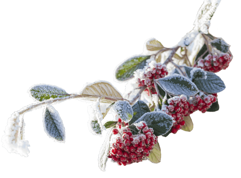 Baumarbeiten – Farbenfrohe Sträucher im Winter